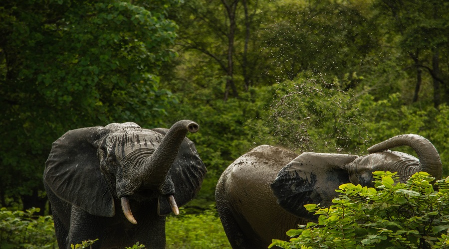 Elephants in Tarangire National Park